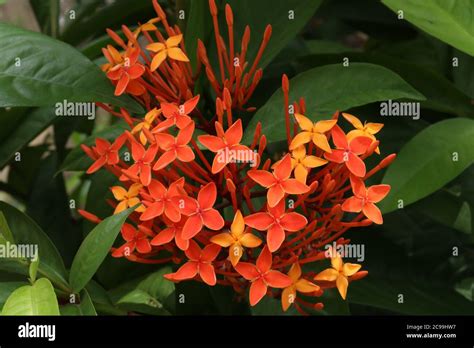 Red And Yellow Ixora Flower Stock Photo Alamy