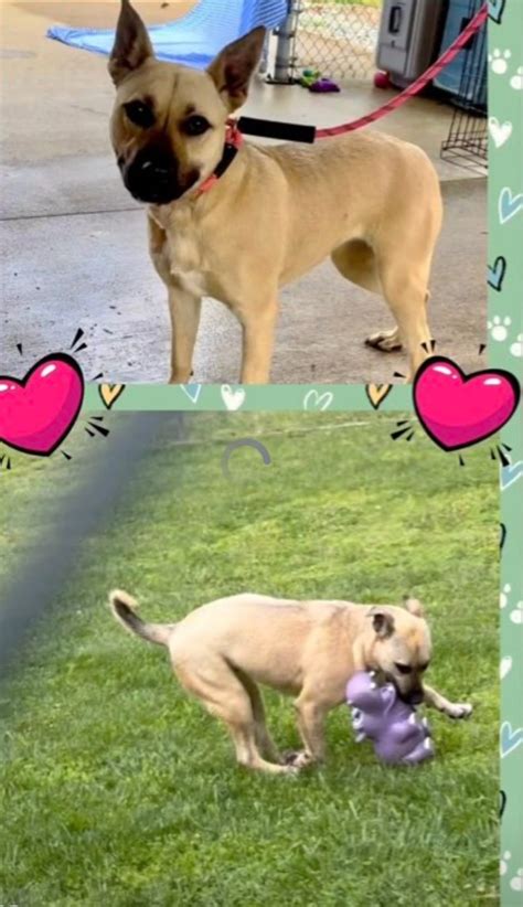 4222024 Pulaski County Animal Shelter Crossposting Page
