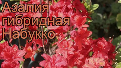Азалия гибридная Набукко (azalea knap hill nabucco) 🌿 обзор: как сажать ...