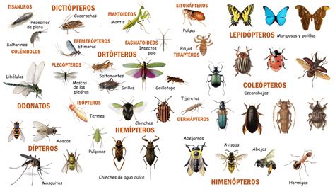 Aprende Y Disfruta Con Las Ciencias Naturales Clase Insectos