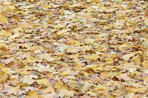 A Large Number Of Fallen And Yellowed Autumn Leaves On The Ground