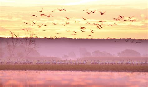 Gęsi Bastion pod odstrzałem myśliwych. Co dalej z rezerwatem nad Odrą ...