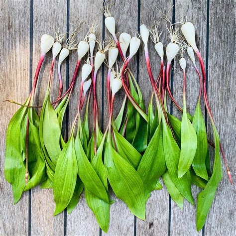 Wild Ramps For Sale - BULBS ONLY | Pacific Wild Pick