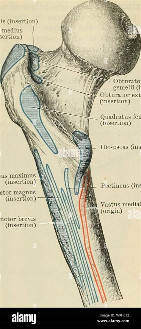 Greater trochanter of femur hi-res stock photography and images - Alamy