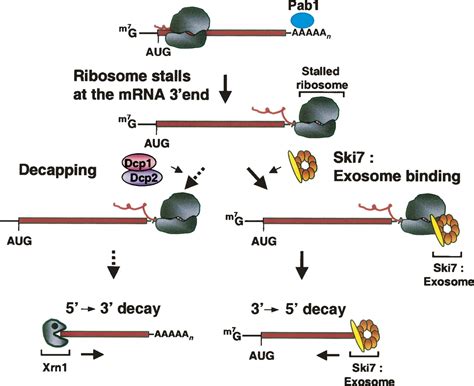 Quality control of eukaryotic mRNA: safeguarding cells from abnormal ...
