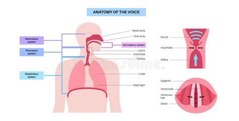 The Anatomy Of The Voice