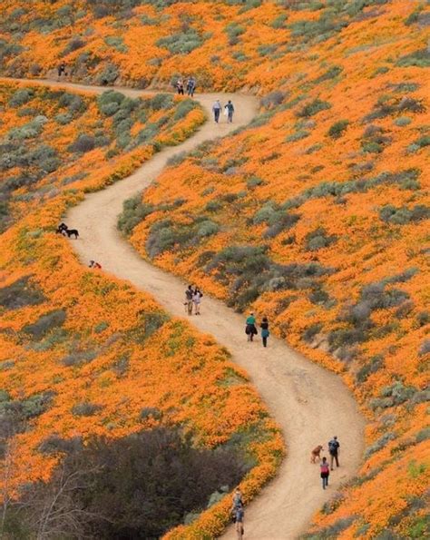 Experience The Super Bloom In Los Angeles Discover Los Angeles