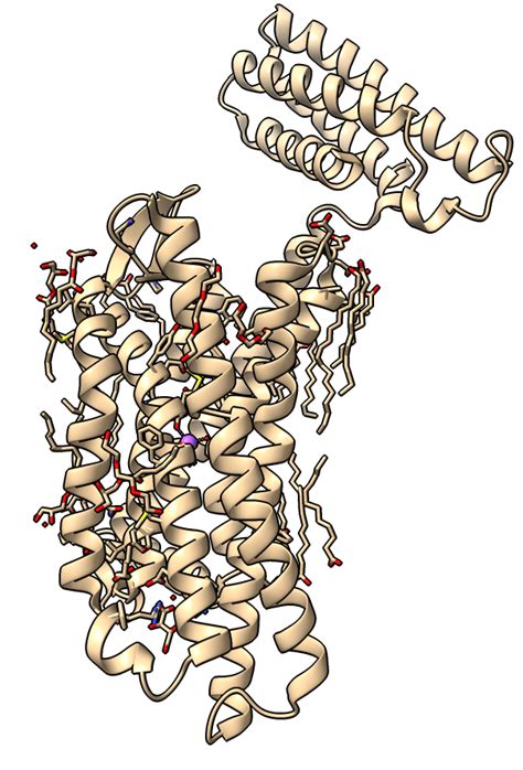 Delta Opioid Receptor