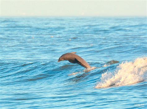 Saltwater Recon