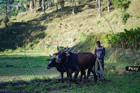 Image Of Indian Farmer Ploughing Rice Fields With A Pair Of Oxes Using