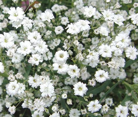 Babys Breath Gypsophila Elegans Seeds