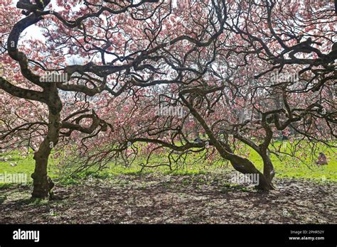 Twisted Trunks And Branches Spring Magnolia Trees On A Sunny Day In