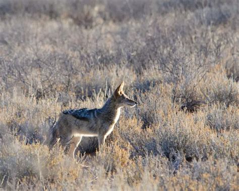 Black Backed Jackal Mammals Wiki Fandom