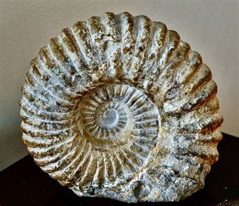 Ammonite Fossil Cretaceous Age • Antiche Curiosità