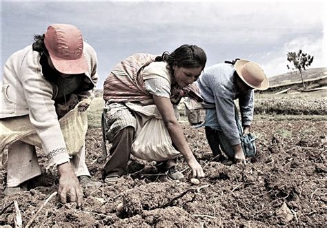 Crisis Agraria En Arequipa Escasez De Fertilizantes Reduce 40