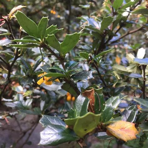 Berberis Darwinii