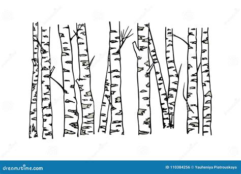 Hand Drawn Birch Tree Trunks Stock Vector Illustration Of Element