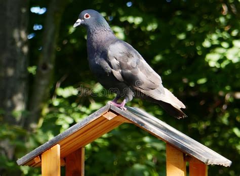 Another Shot Of A Pigeon On A Bird House Stock Image Image Of Like