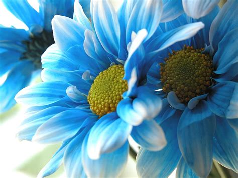 Blue Daisies Free Photo Download | FreeImages