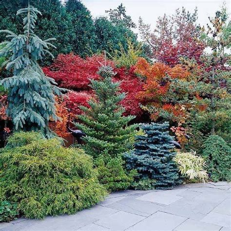 The Benefits Of Evergreens For A Beautiful Landscape Trees Unlimited