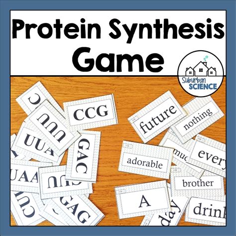 Dna Rna And Protein Synthesis Activity Suburban Science