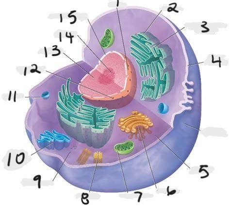 Cellular Organelles Flashcards Quizlet