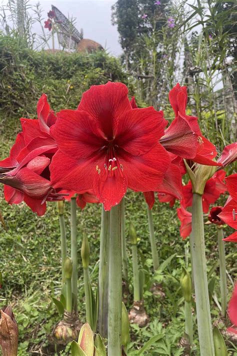 How To Overwinter Amaryllis Bulbs Gardeners Path