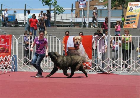 Caucasian Shepherd Training - Blog - Titans Family