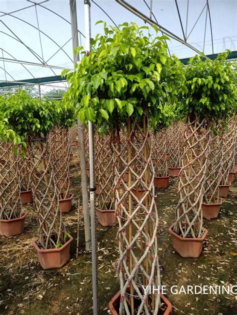 Ficus Cage Shape Different Size Ficus Microcarpa Bonsai China Ficus