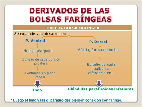 Arcos Faríngeosembriología De Cabeza Cara Y Cuello Montalván Mirand