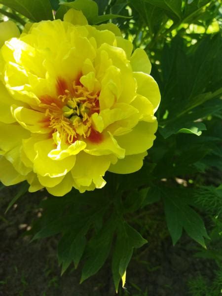 Купить Саженцы Пионов из Питомника в Украине и Киеве | FLORIUM.UA