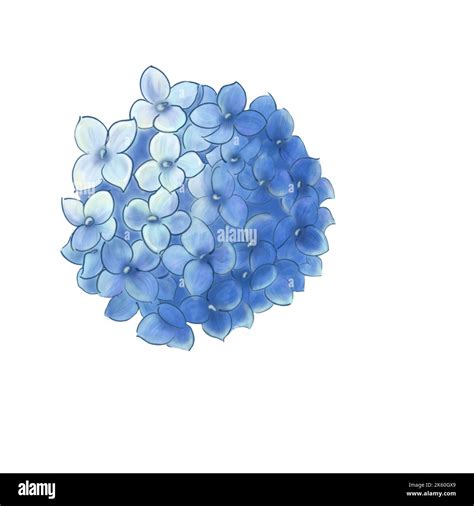 blue hydrangea flower botanical hand painting watercolor hydrangea