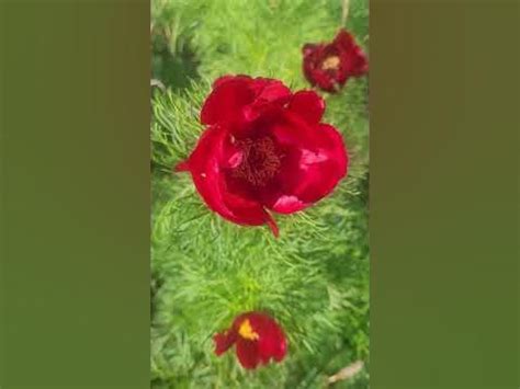 Пион Воронец - YouTube