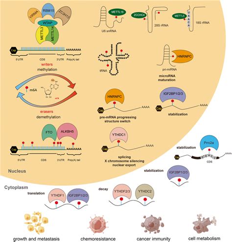 Molecular Reaction For M⁶a Methylation And Its Functions In Cancer