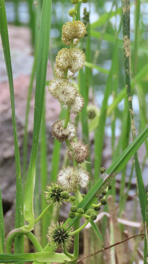 Big Bur Reed From Lanark County ON Canada On June 18 2023 At 03 13