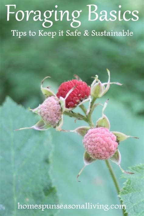 Foraging Basics Homespun Seasonal Living