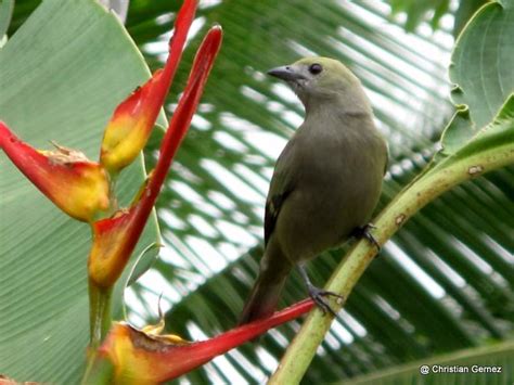 Palm Tanager Phaenicophilus Poliocephalus Palm Tanager Flickr