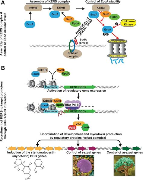 Chromatin Level Coordination Of Fungal Development And Mycotoxin