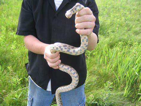 Western Fox Snake (Pantherophis vulpinus) - Psychotic Nature