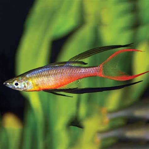 threadfin rainbow fish jack wattley discus