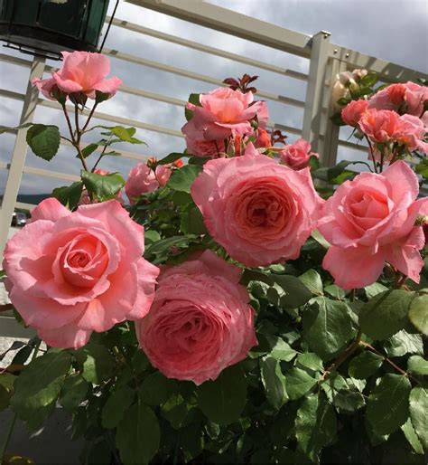 Rose 'Laurent Cabrol' | バラ