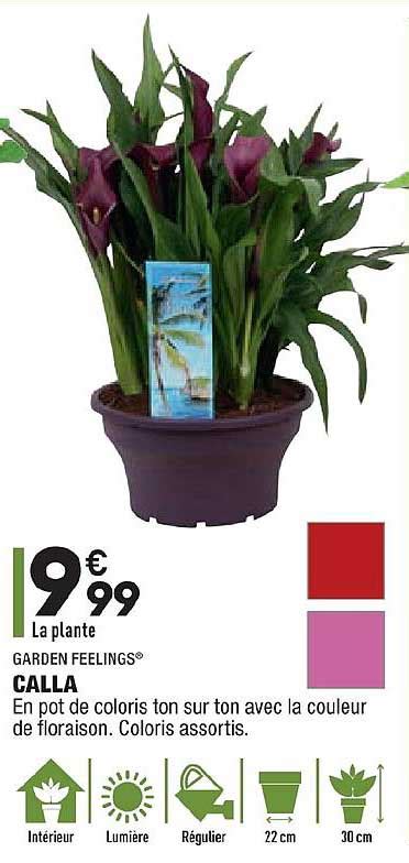 Promo Calla Garden Feelings Chez Aldi Icatalogue Fr