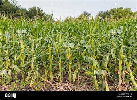 Corn Field Damage From Deer Eating Stalks And Leaves Down To Ear Stock