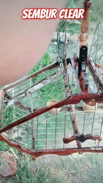 sembur clear jebak merbah merbahjambul merbahlekir caklilin