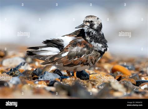 Turnstone Ruddy Turnstone Arenaria Interpres Adult Breeding Plumage