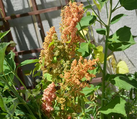 Brilliant Rainbow Quinoa Seeds