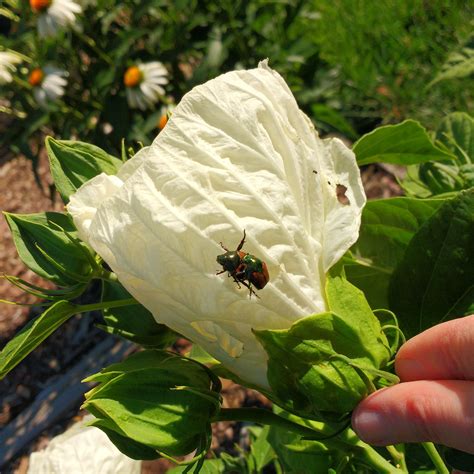 List 102 Pictures Pictures Of Aphids On Hibiscus Completed