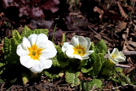 How to grow Primrose Flower | Growing Primrose from seed | Primulas care