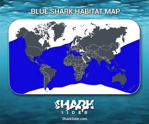 Blue Shark Facts - Habitat, Social Behavior ,Relationship with Humans ...