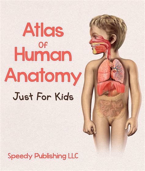 Atlas Of Human Anatomy Just For Kids eBook by Speedy Publishing - EPUB ...